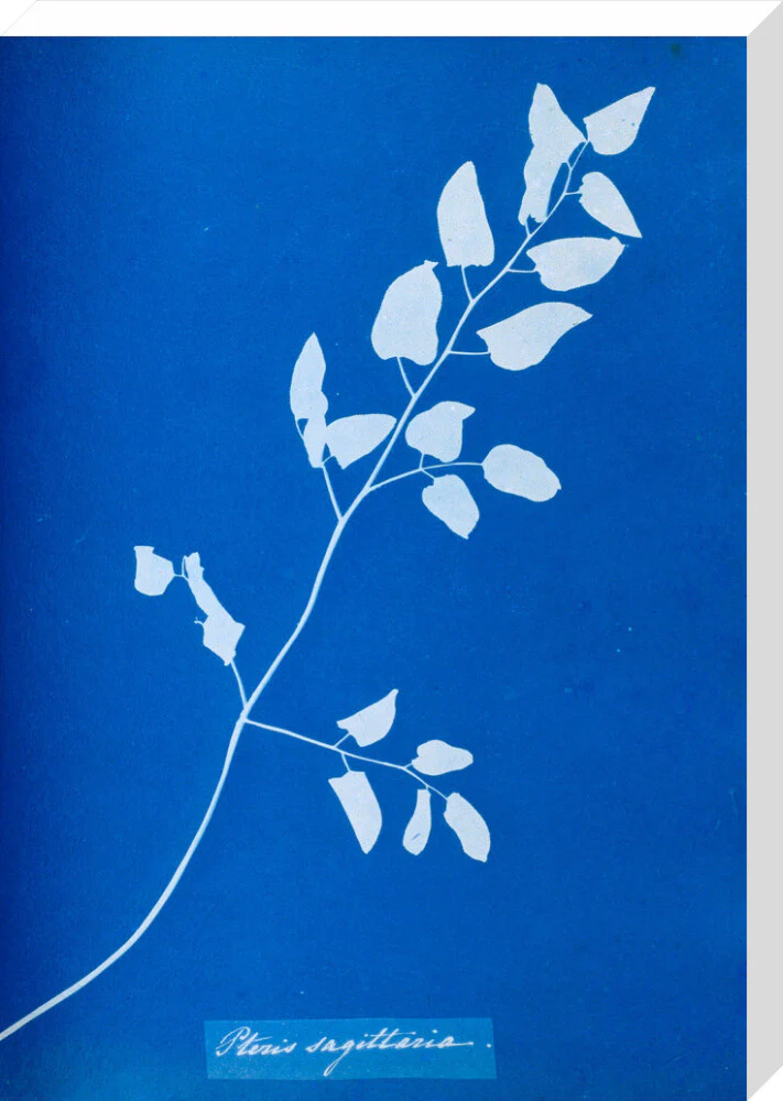 Cyanotype of Pteris sagittaria, 1853. - Image 33