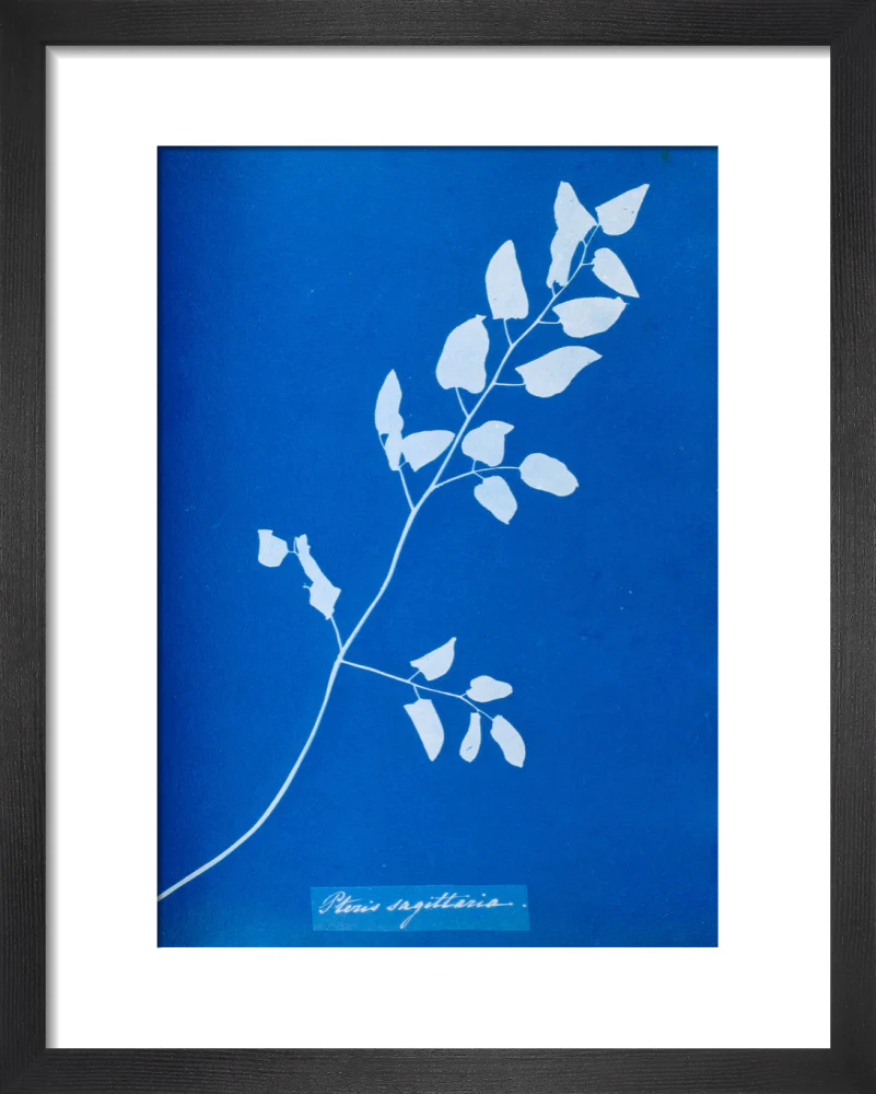Cyanotype of Pteris sagittaria, 1853. - Image 36