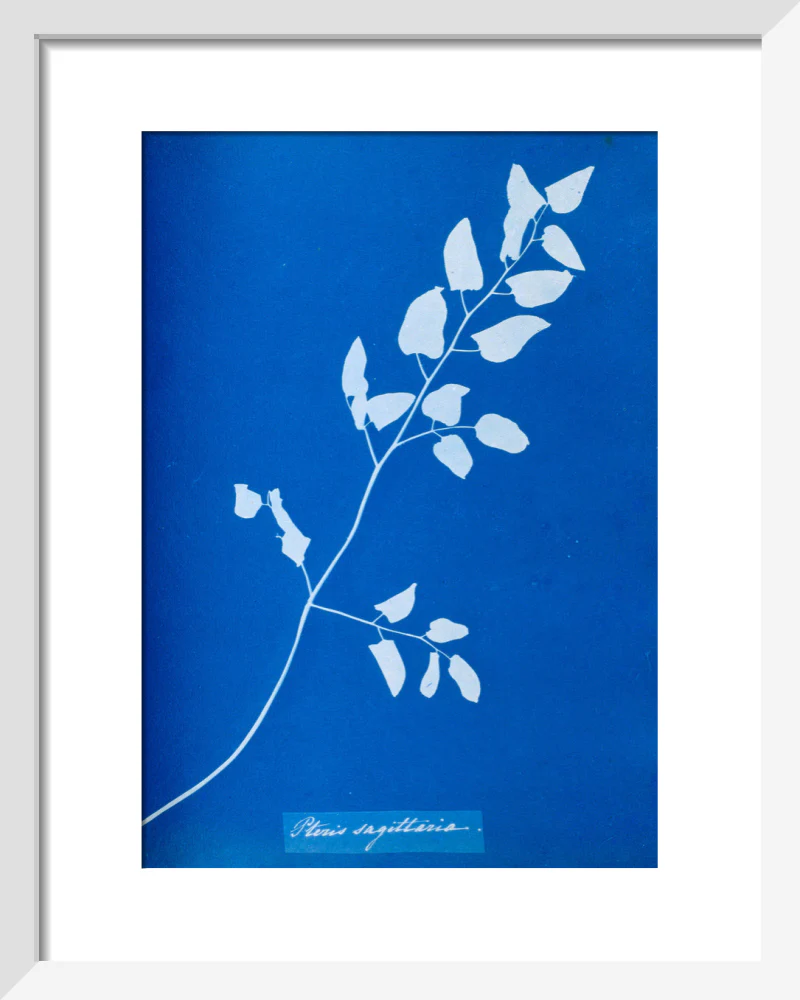Cyanotype of Pteris sagittaria, 1853. - Image 4