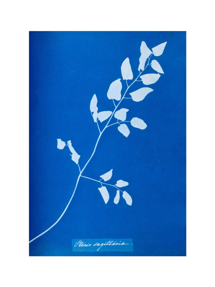 Cyanotype of Pteris sagittaria, 1853. - Image 40
