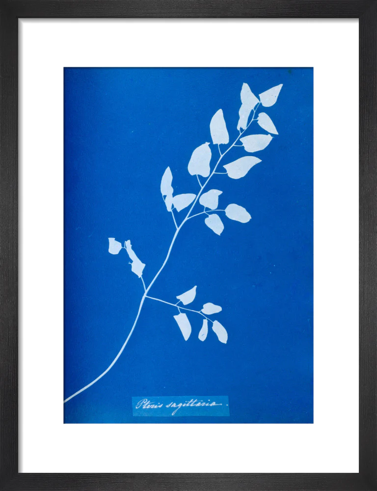 Cyanotype of Pteris sagittaria, 1853. - Image 41