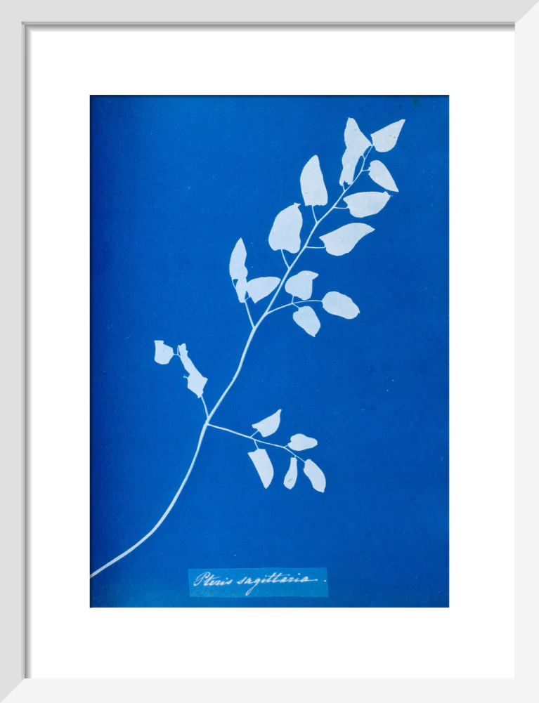 Cyanotype of Pteris sagittaria, 1853. - Image 42