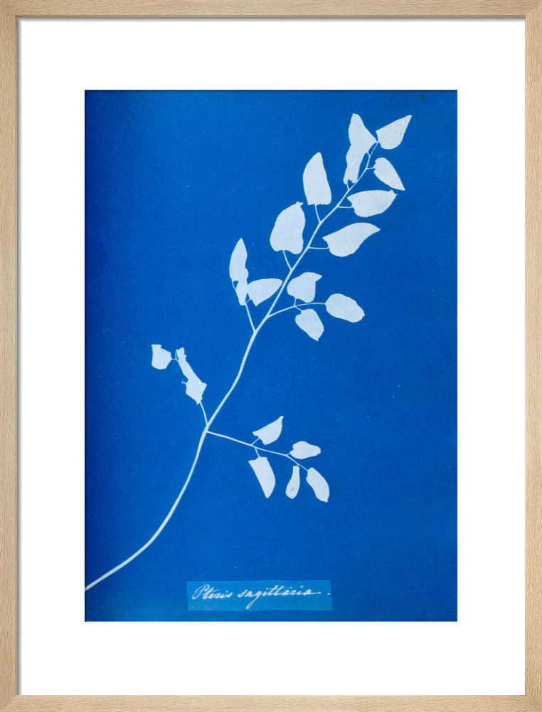 Cyanotype of Pteris sagittaria, 1853. - Image 49