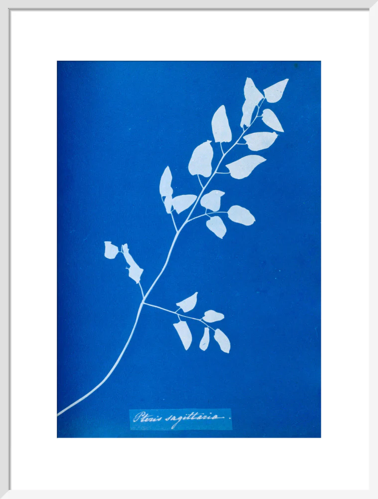 Cyanotype of Pteris sagittaria, 1853. - Image 52