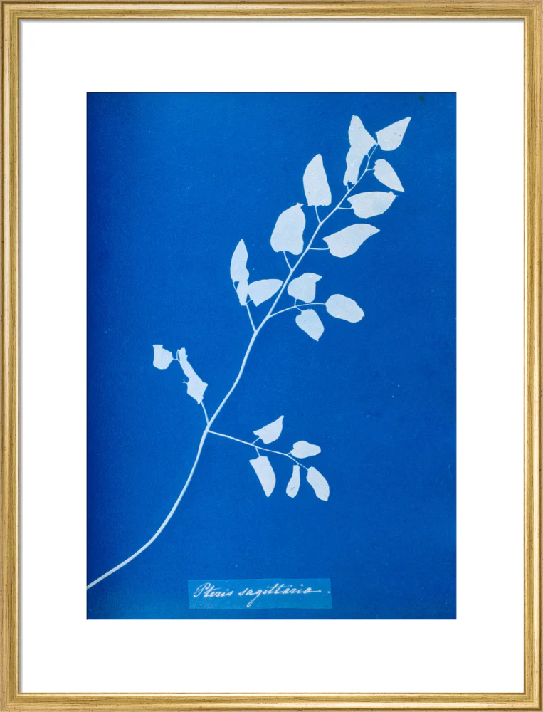 Cyanotype of Pteris sagittaria, 1853. - Image 53