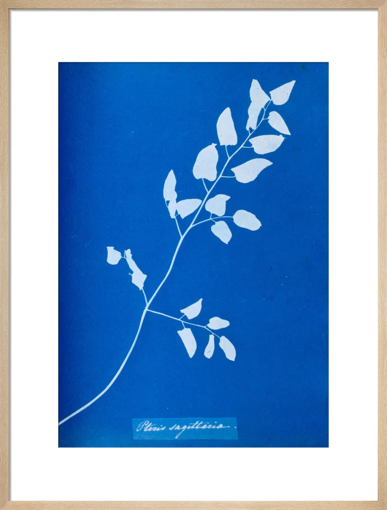 Cyanotype of Pteris sagittaria, 1853. - Image 54
