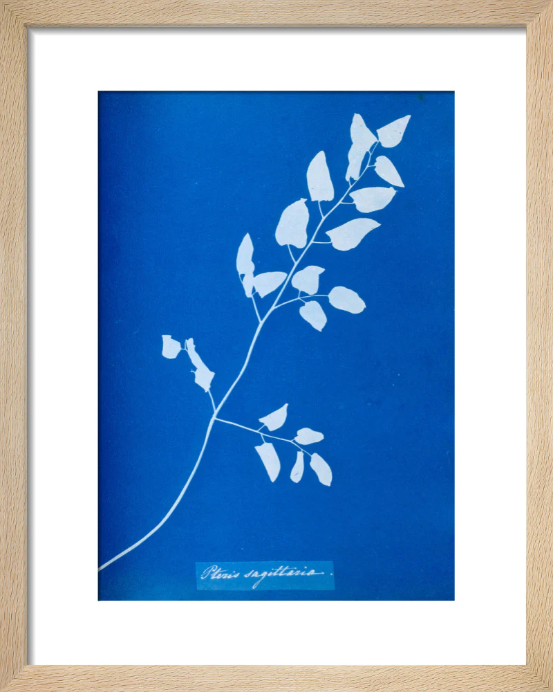 Cyanotype of Pteris sagittaria, 1853. - Image 6