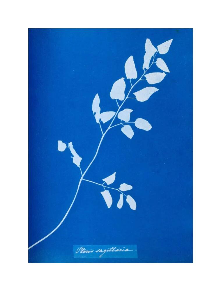 Cyanotype of Pteris sagittaria, 1853. - Image 61
