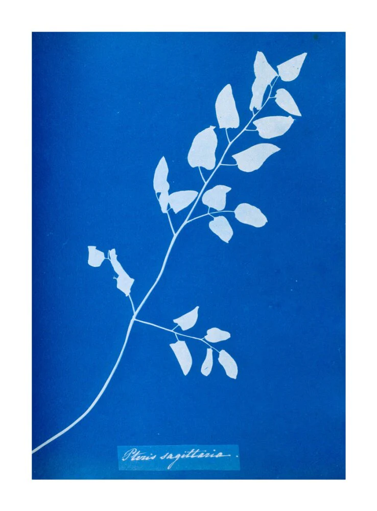 Cyanotype of Pteris sagittaria, 1853. - Image 63