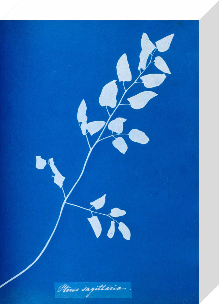 Cyanotype of Pteris sagittaria, 1853. - Image 64