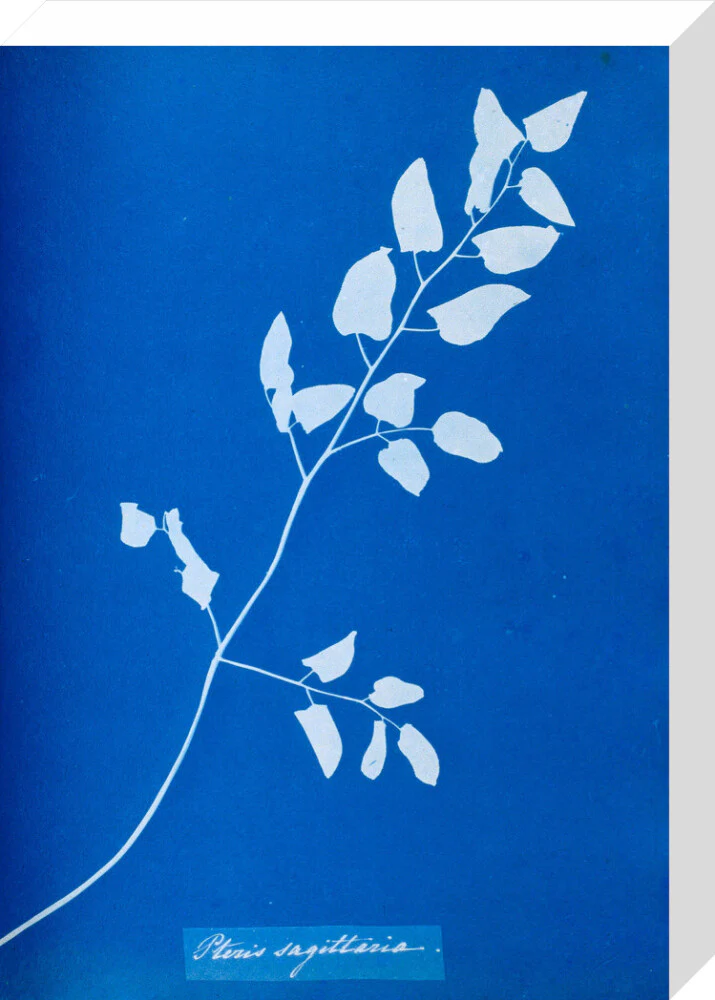 Cyanotype of Pteris sagittaria, 1853. - Image 65