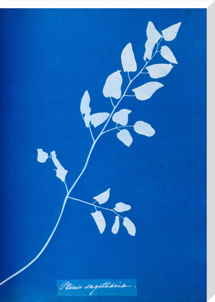 Cyanotype of Pteris sagittaria, 1853. - Image 67