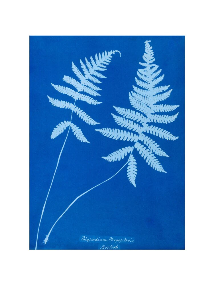 Cyanotype of Polypodium phegopteris, 1853. - Image 17