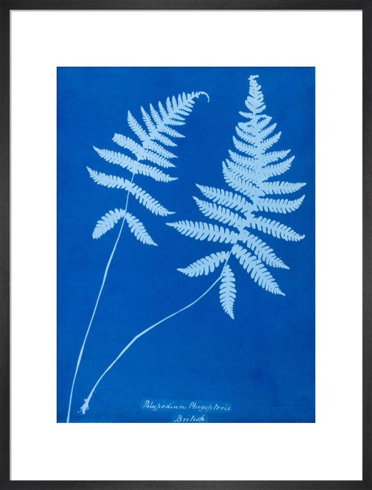Cyanotype of Polypodium phegopteris, 1853. - Image 18
