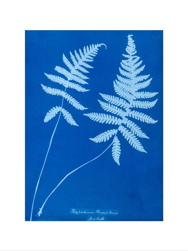 Cyanotype of Polypodium phegopteris, 1853. - Image 22