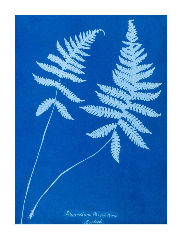 Cyanotype of Polypodium phegopteris, 1853. - Image 30