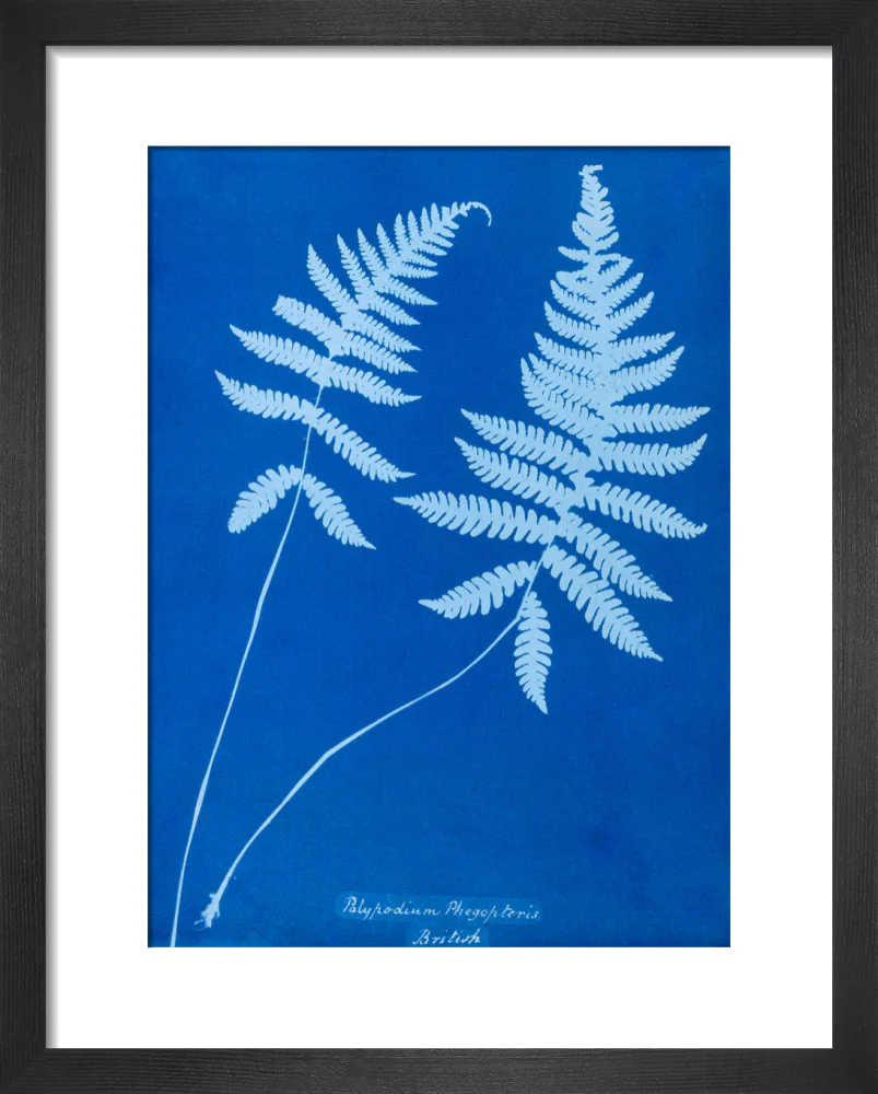 Cyanotype of Polypodium phegopteris, 1853. - Image 36