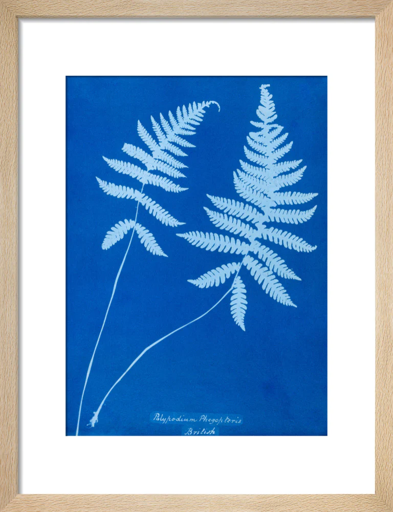Cyanotype of Polypodium phegopteris, 1853. - Image 44