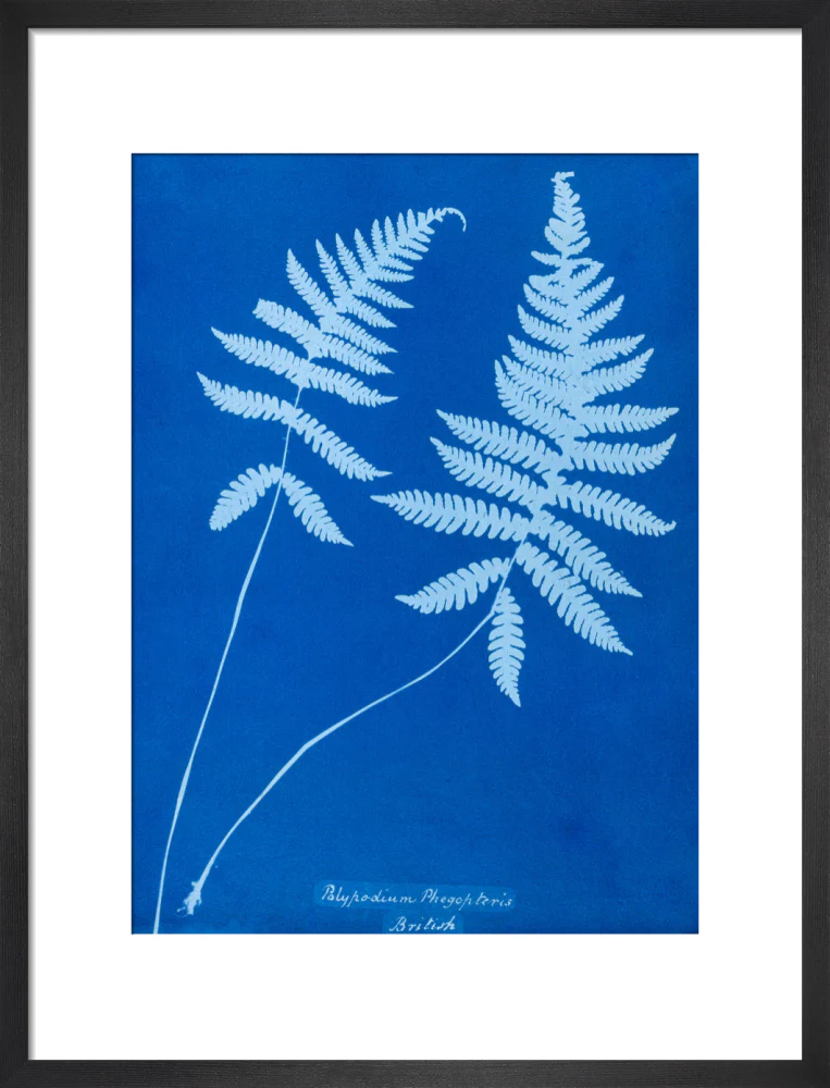 Cyanotype of Polypodium phegopteris, 1853. - Image 46
