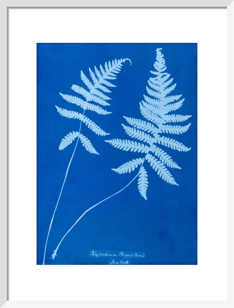 Cyanotype of Polypodium phegopteris, 1853. - Image 47