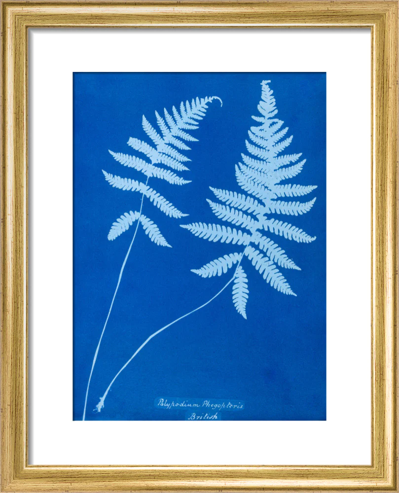 Cyanotype of Polypodium phegopteris, 1853. - Image 5