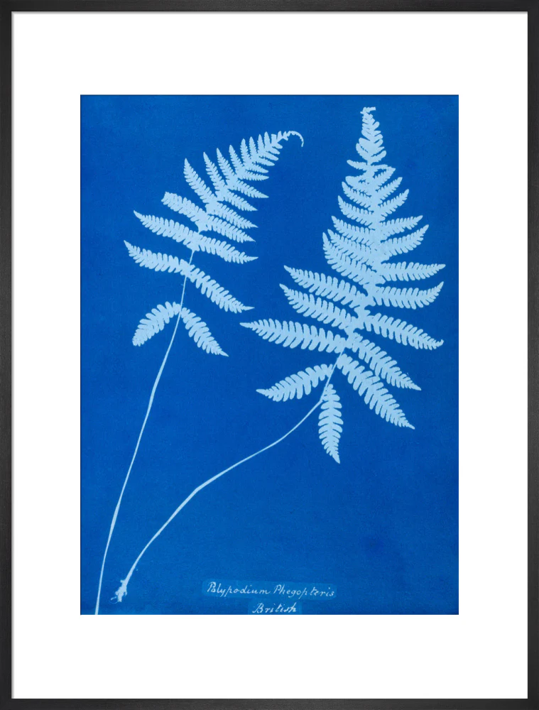 Cyanotype of Polypodium phegopteris, 1853. - Image 56
