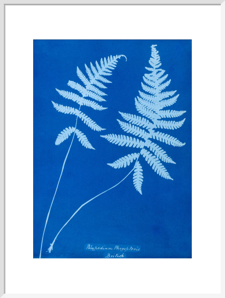 Cyanotype of Polypodium phegopteris, 1853. - Image 57