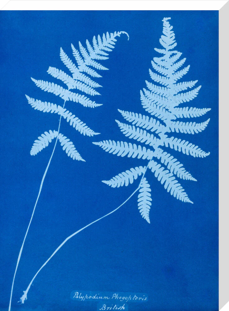 Cyanotype of Polypodium phegopteris, 1853. - Image 66
