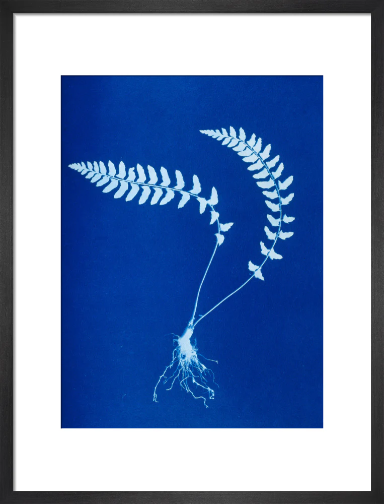 Cyanotype of Aspidium trapezoides, 1853. - Image 13