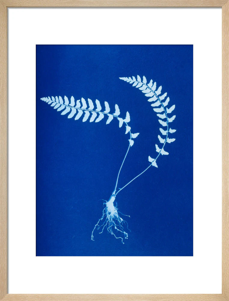 Cyanotype of Aspidium trapezoides, 1853. - Image 16