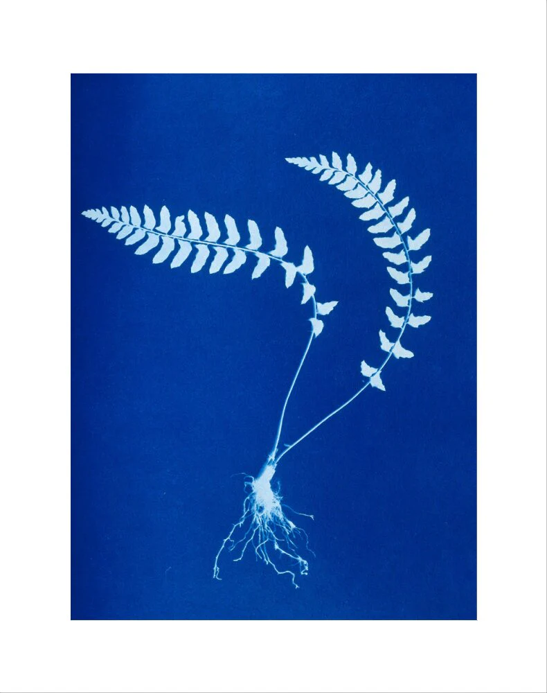 Cyanotype of Aspidium trapezoides, 1853. - Image 2