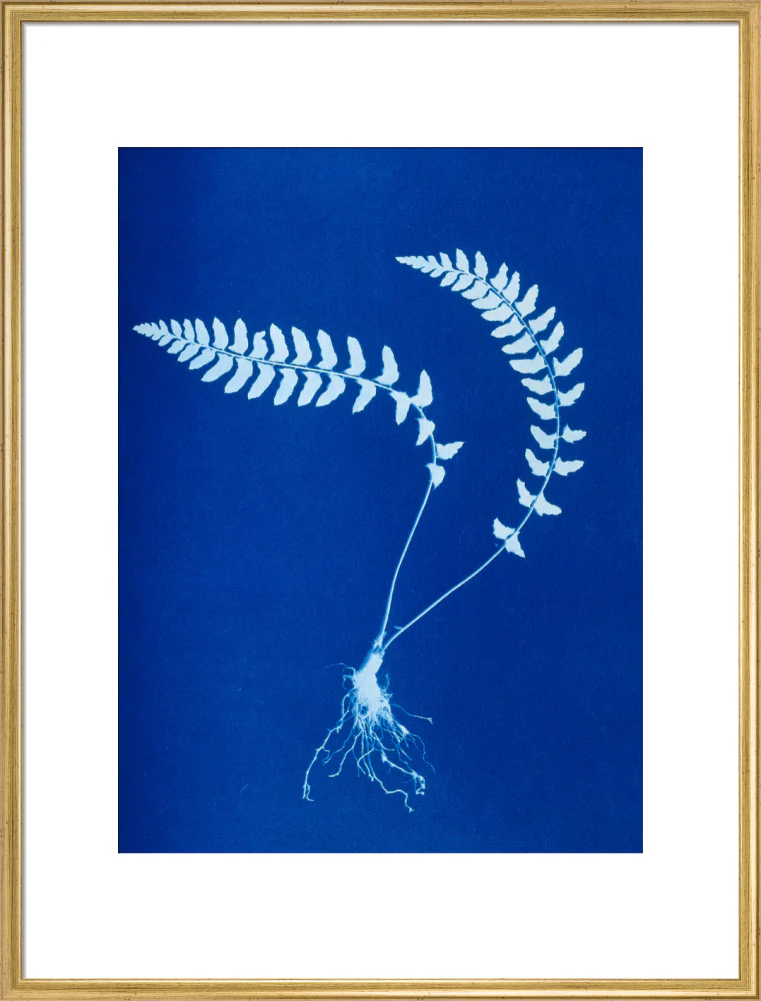 Cyanotype of Aspidium trapezoides, 1853. - Image 25