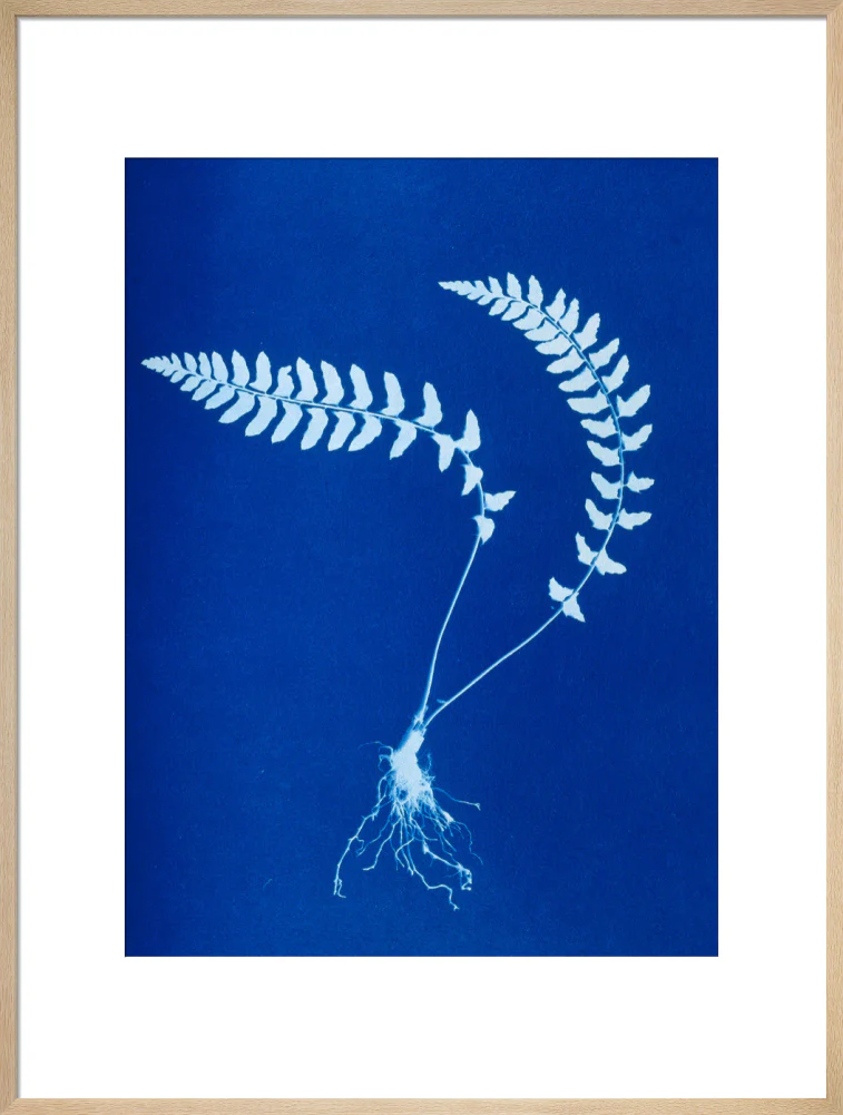 Cyanotype of Aspidium trapezoides, 1853. - Image 26