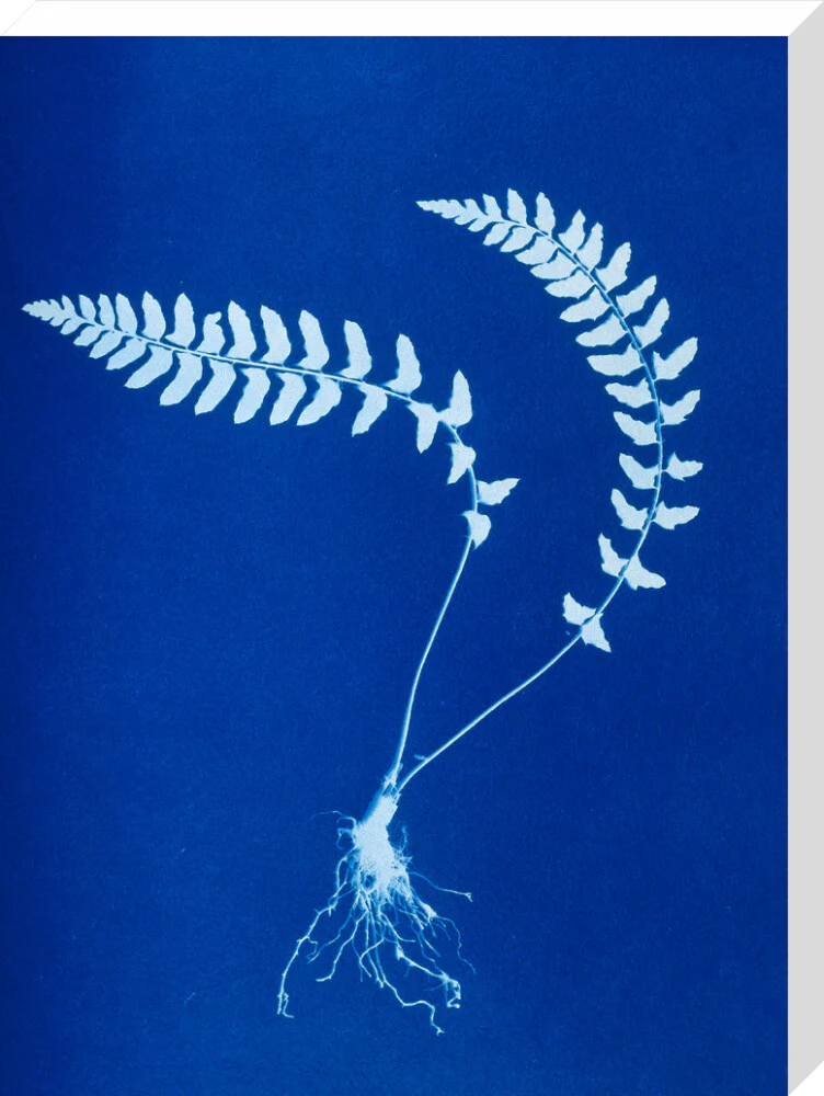 Cyanotype of Aspidium trapezoides, 1853. - Image 33