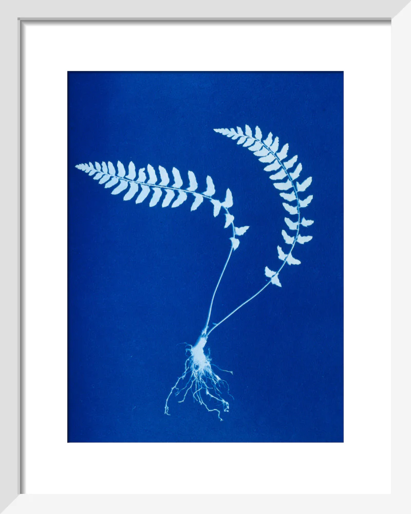 Cyanotype of Aspidium trapezoides, 1853. - Image 4