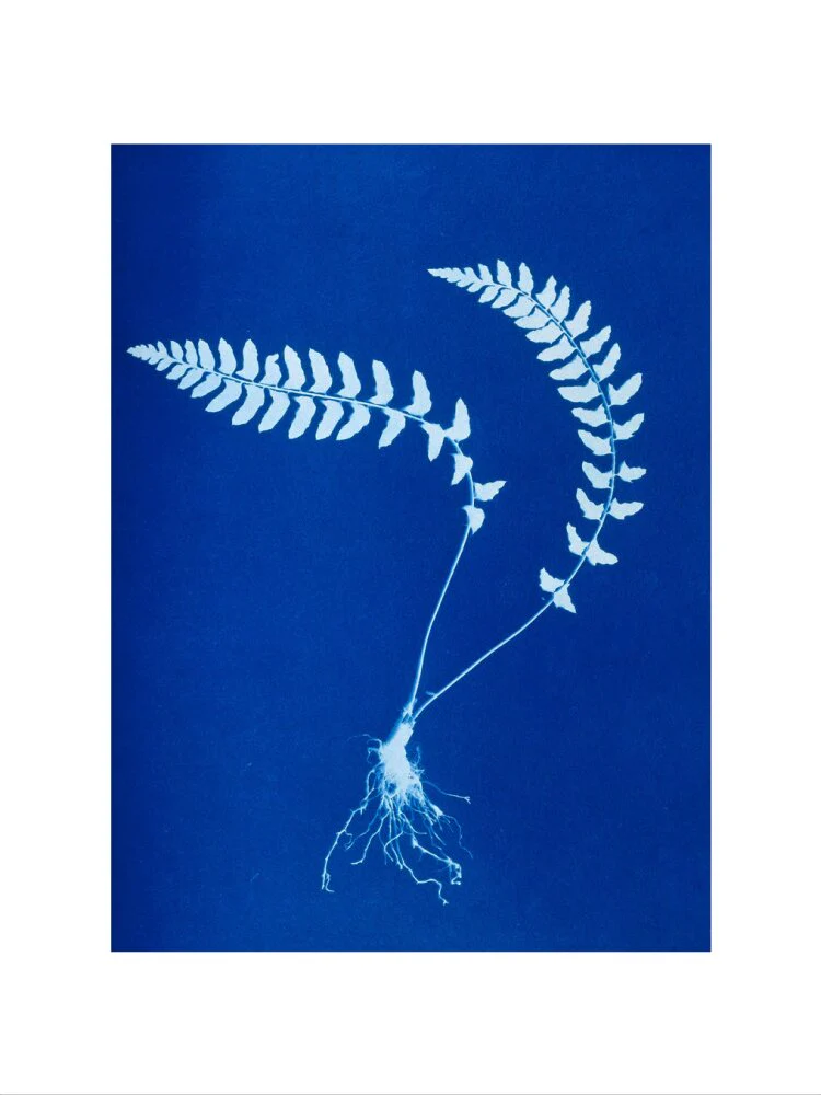 Cyanotype of Aspidium trapezoides, 1853. - Image 40
