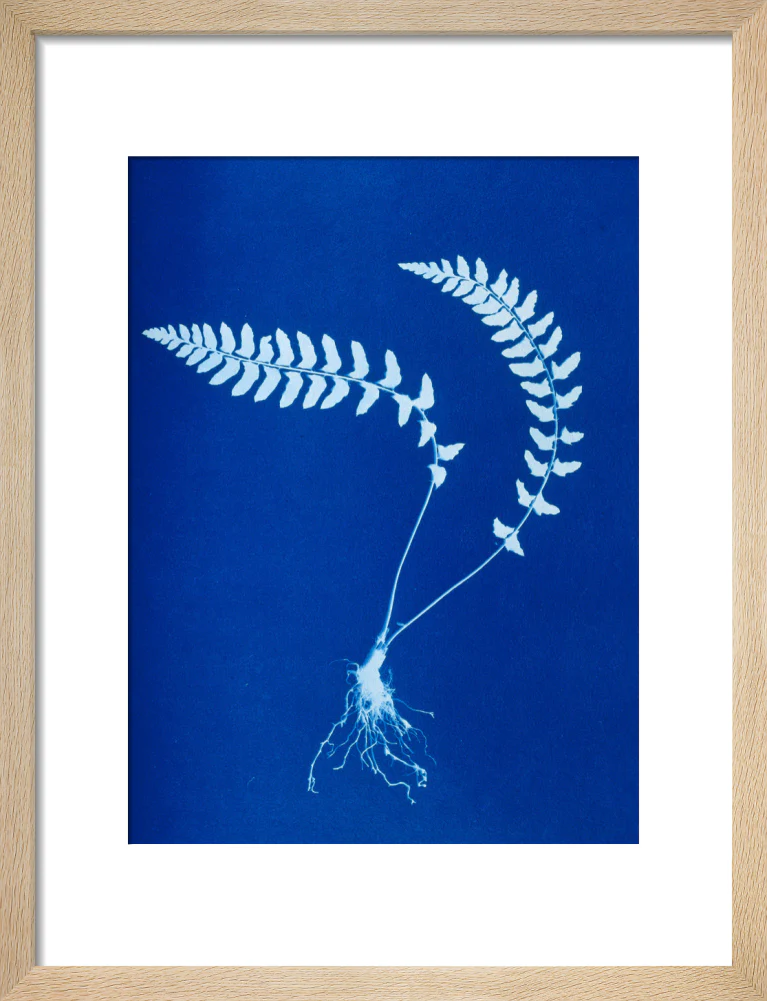 Cyanotype of Aspidium trapezoides, 1853. - Image 44