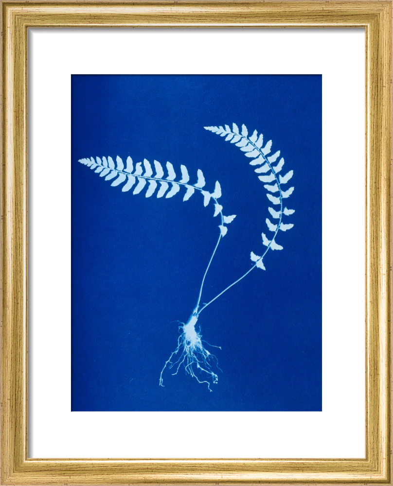 Cyanotype of Aspidium trapezoides, 1853. - Image 5