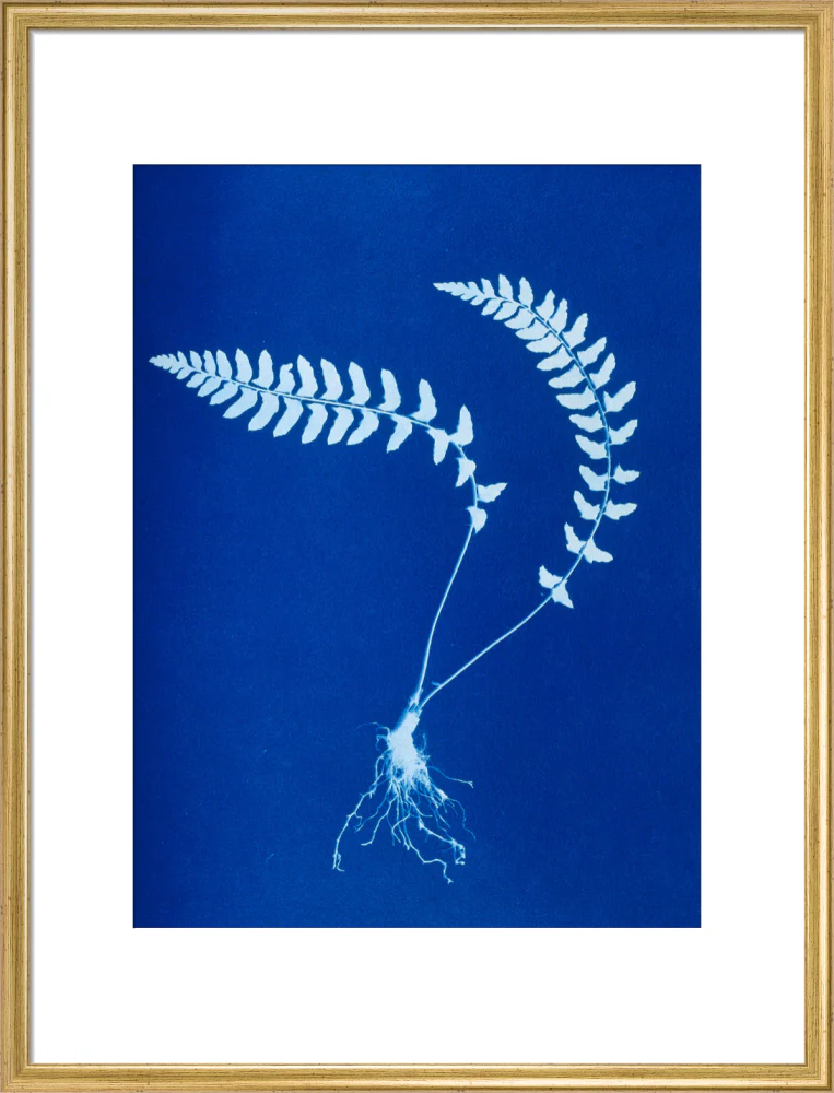 Cyanotype of Aspidium trapezoides, 1853. - Image 53