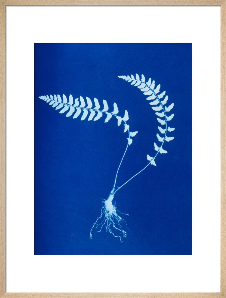 Cyanotype of Aspidium trapezoides, 1853. - Image 54