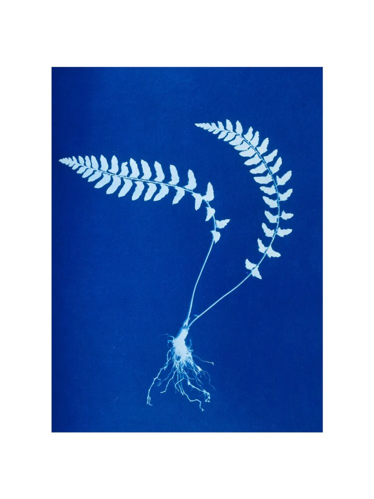 Cyanotype of Aspidium trapezoides, 1853. - Image 55