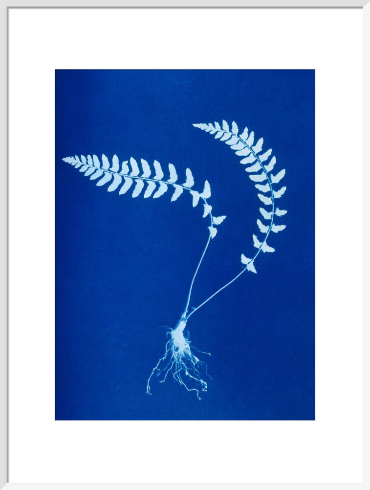 Cyanotype of Aspidium trapezoides, 1853. - Image 57
