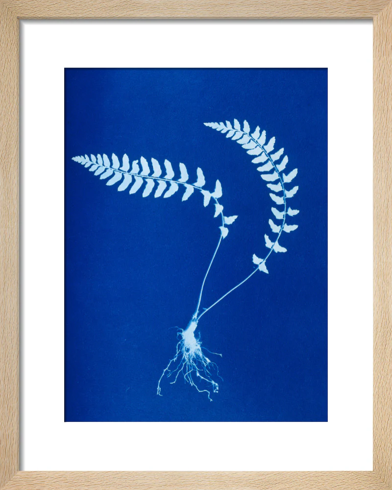 Cyanotype of Aspidium trapezoides, 1853. - Image 6