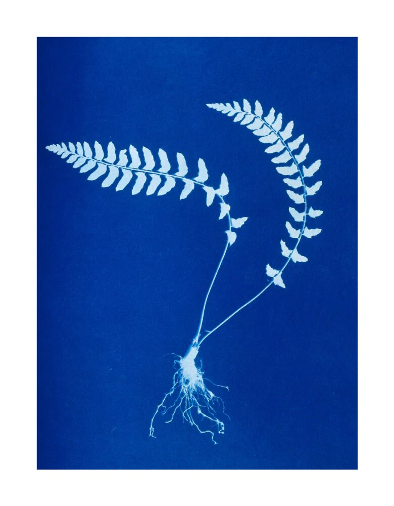 Cyanotype of Aspidium trapezoides, 1853. - Image 62