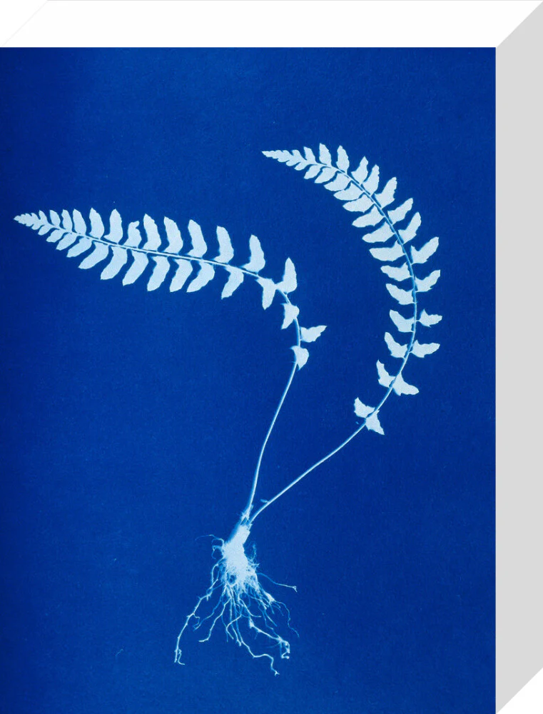 Cyanotype of Aspidium trapezoides, 1853. - Image 64