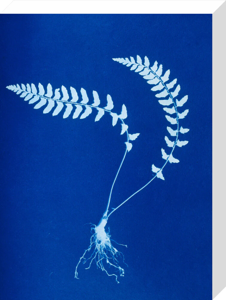 Cyanotype of Aspidium trapezoides, 1853. - Image 65