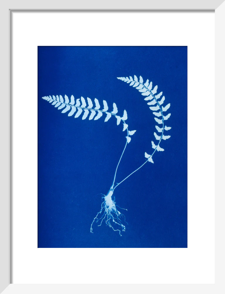 Cyanotype of Aspidium trapezoides, 1853. - Image 9