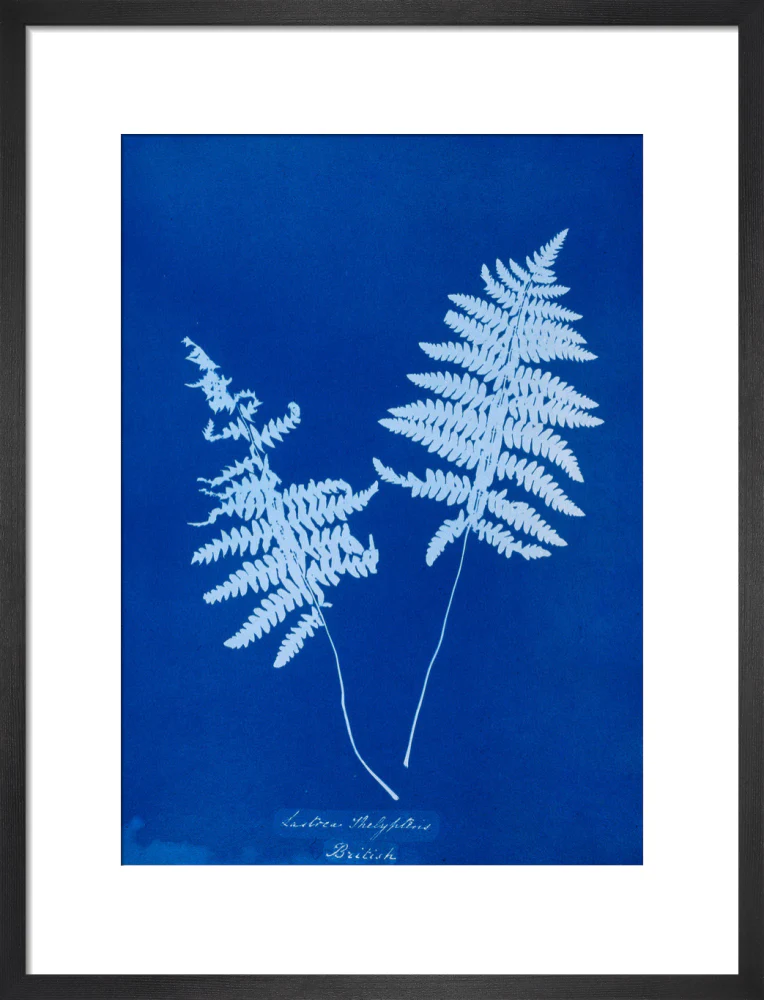 Cyanotype of Lastrea thelypteris, 1853. - Image 13