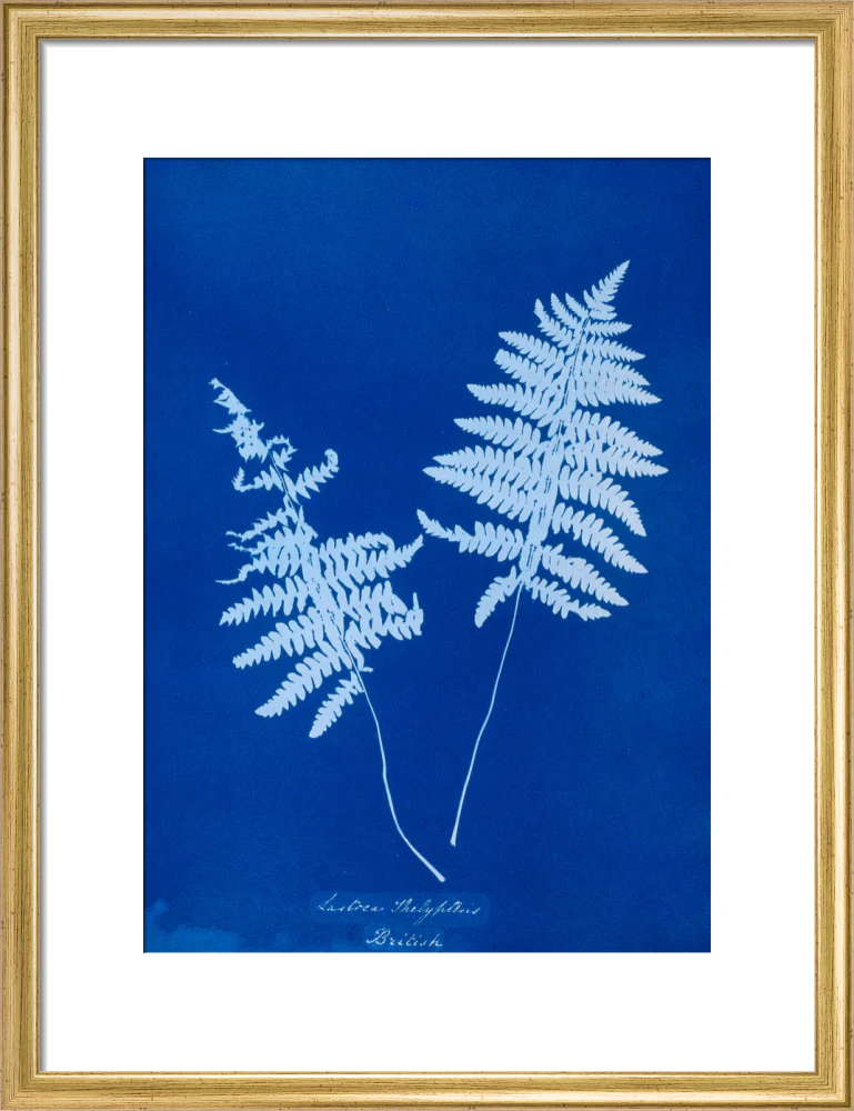 Cyanotype of Lastrea thelypteris, 1853. - Image 15