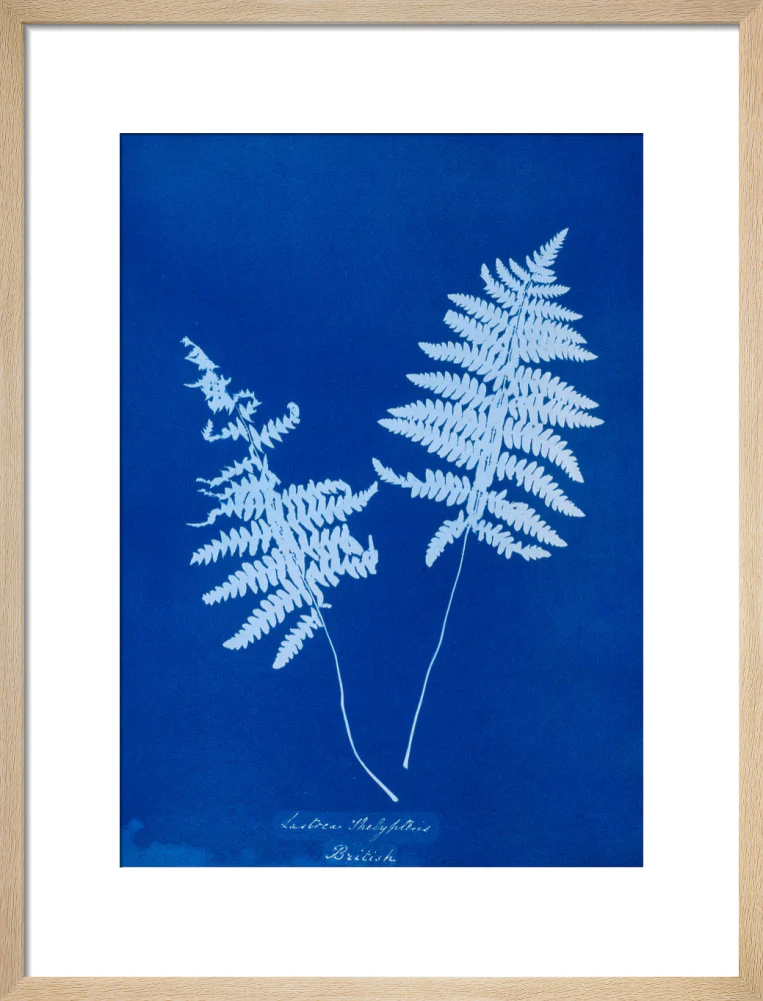 Cyanotype of Lastrea thelypteris, 1853. - Image 16